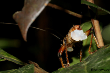 Cricket Eggs