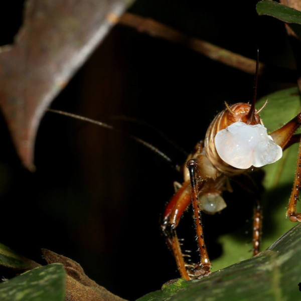 Cricket Eggs