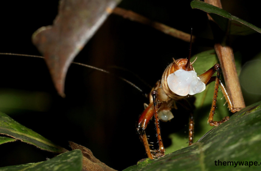 Cricket Eggs: Tiny Wonders with Tremendous Potential