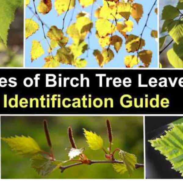 The Ultimate Guide to Birch Tree Leaves: Characteristics, Uses, and Benefits