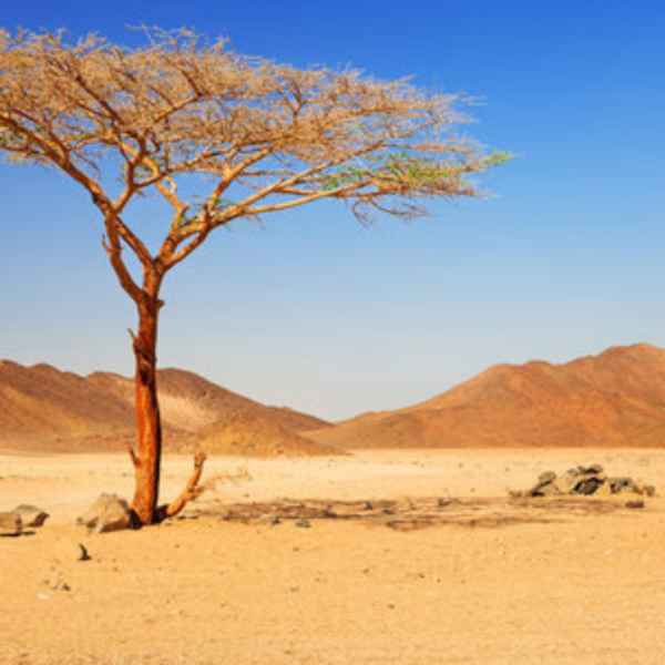 desert trees