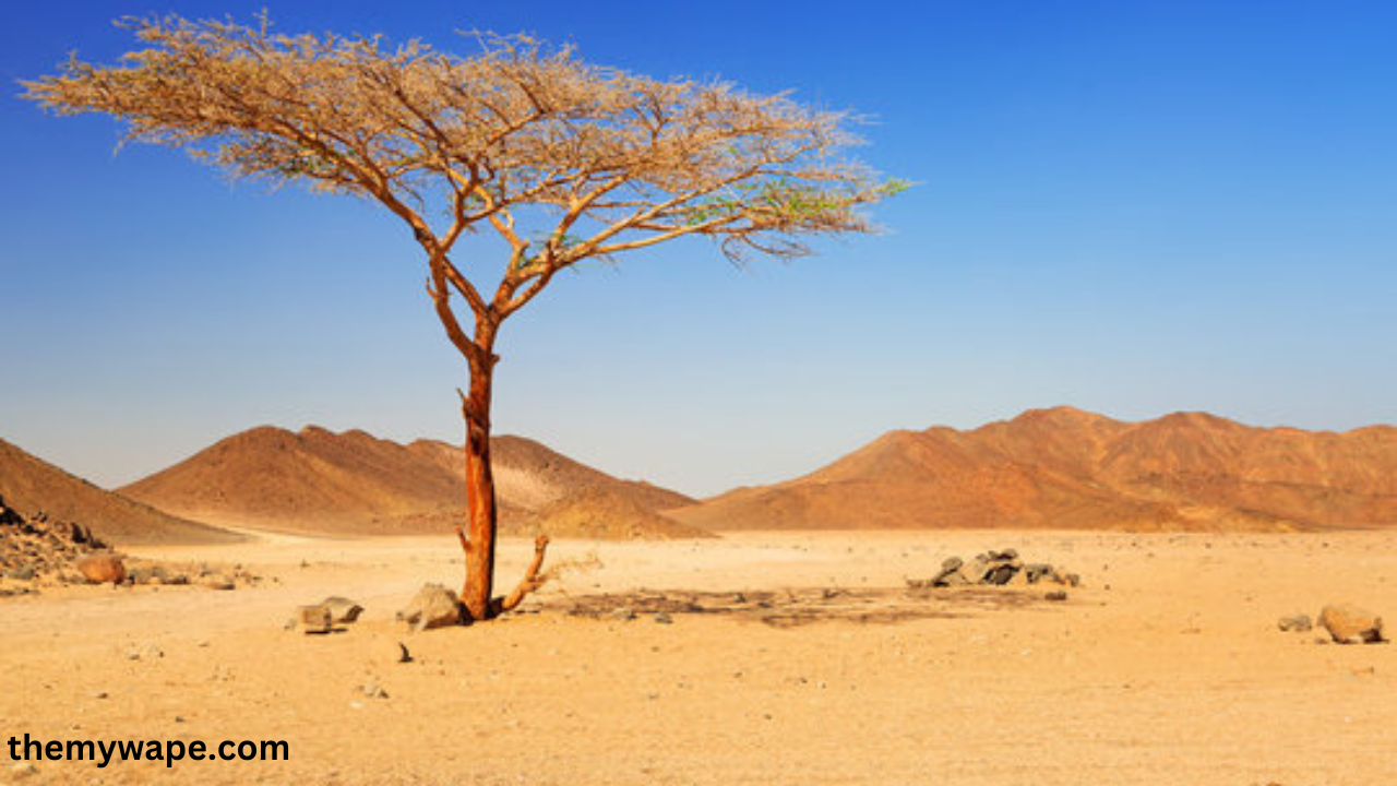 desert trees