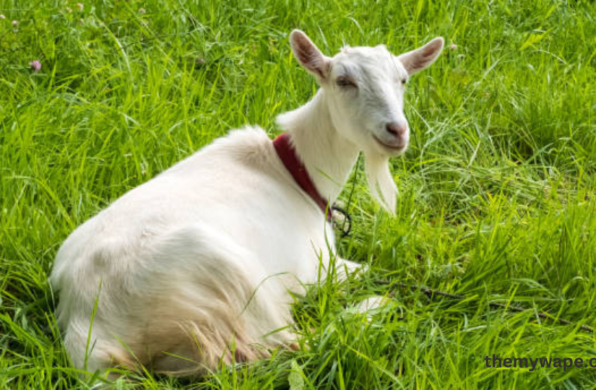 Goat Ropes: Essential Uses, Types, and Best Practices for Livestock Management