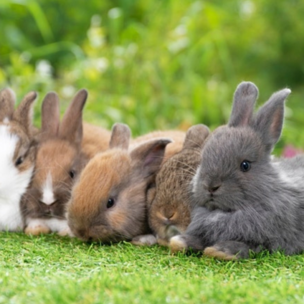 Rabbit Colors: A Comprehensive Guide to the Vibrant and Unique Shades of Bunnies