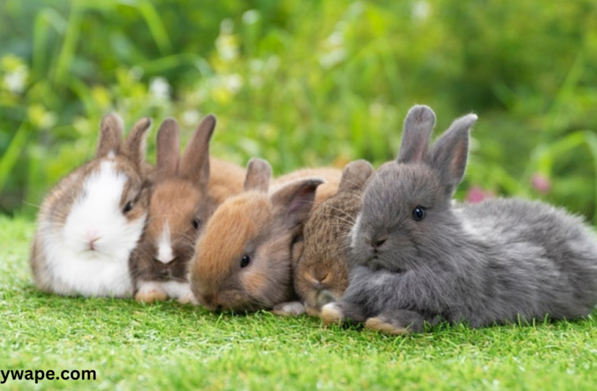 Rabbit Colors: A Comprehensive Guide to the Vibrant and Unique Shades of Bunnies