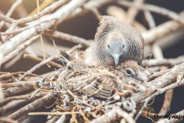 silver nest