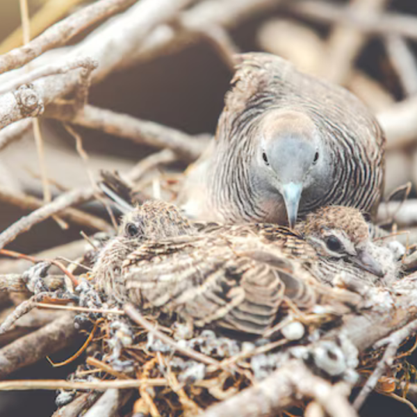 silver nest