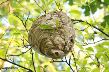 wasp nest