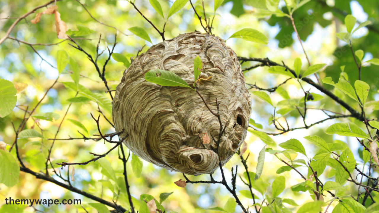 wasp nest